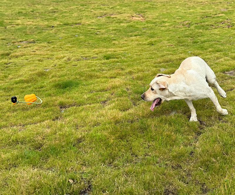 PROKEl Dog Rope Fetch Exercise ToyforMedium Large Aggressive Chewers BreedDogsChew Interactive Toys Training Tug Of WarBallsindoor And Outdoor Halloween Dogtoyorange Plain Indestructible Dogtoy Super - Woofie Zone